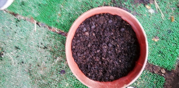 ネコ草のタネを蒔いた鉢