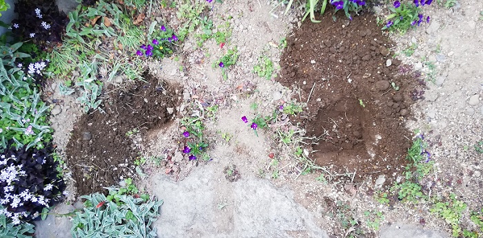 ゴーヤの苗を植える場所に穴を掘った